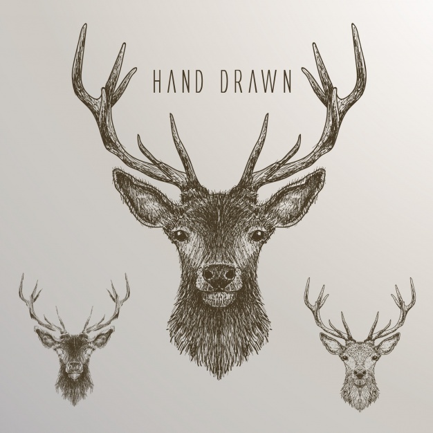 626x626 Deer Vectors, Photos And Free Download