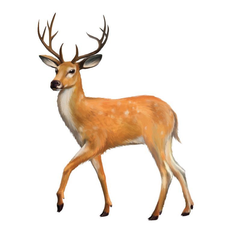 768x768 Wild Deer Vector Free Vector Graphic Download