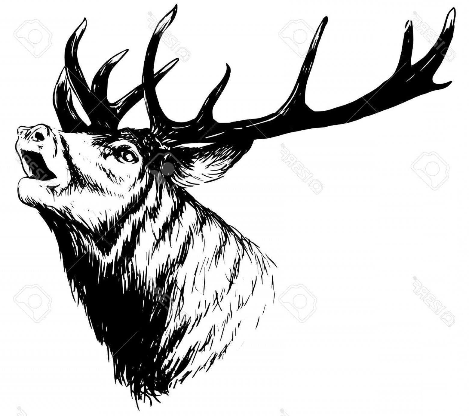 Photostock Vector Hand Drawn Image Of Big White Tail Buck Head 1560x1383 Photostock Vector Hand Drawn Image Of Big White Tail Buck Head