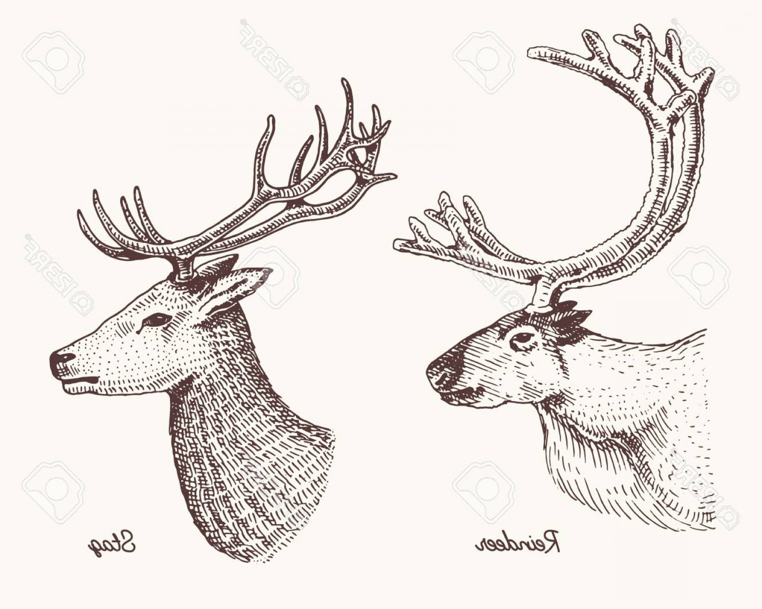 Photostock Vector Reindeer And Stag Deer Vector Hand Drawn 1560x1248 Photostock Vector Reindeer And Stag Deer Vector Hand Drawn