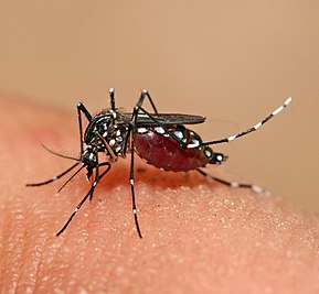 289x267 Dengue Fever