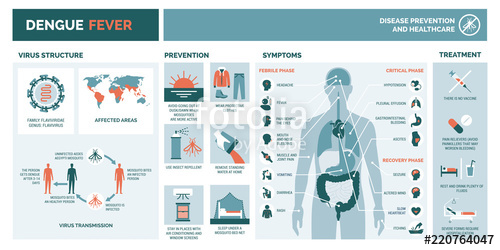 500x250 Dengue Fever Infographic Stock Image And Royalty Free Vector