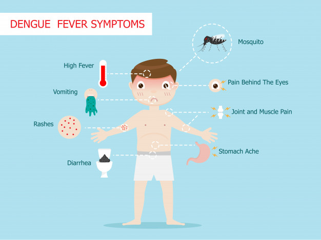 626x469 Dengue Fever Symptoms Infographics Template Vector Premium Download