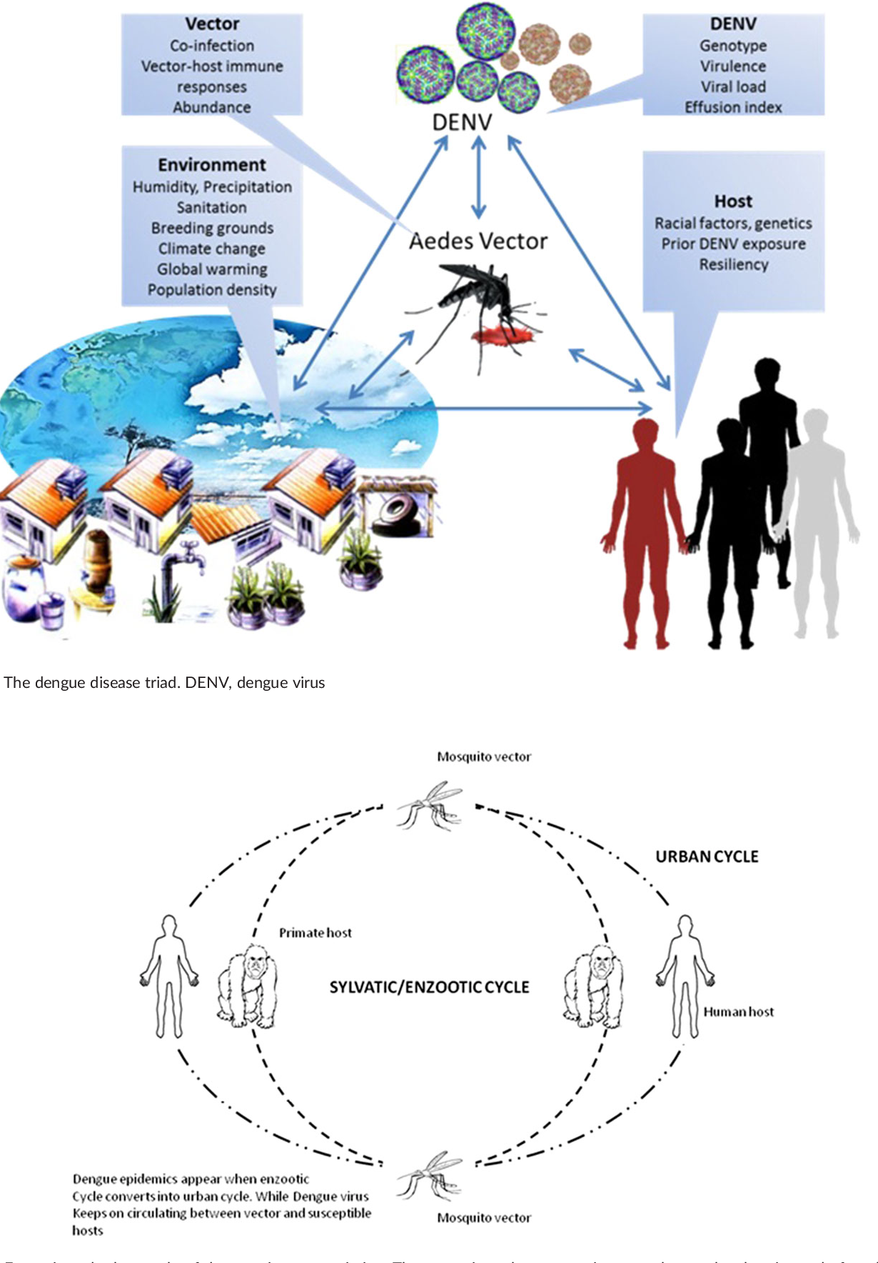 1230x1768 Dengue Fever Virus In Pakistan Effects Of Seasonal Pattern