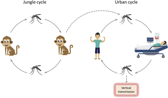 711x416 Dengue Outbreaks And The Geographic Distribution Of Dengue Vectors