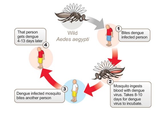 588x441 What Is Dengue Fever And How Is It Spread