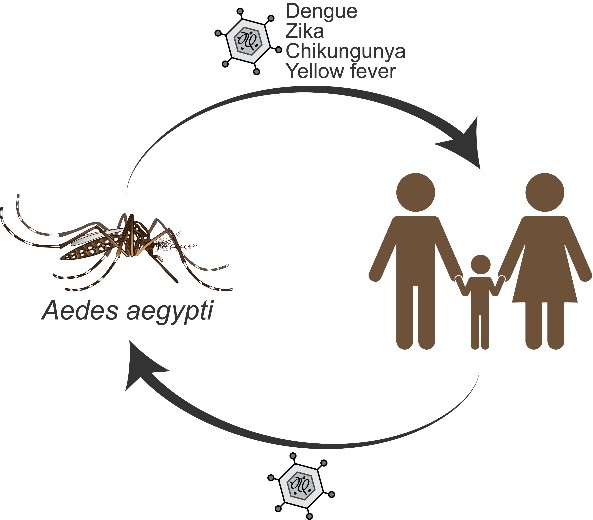 593x520 Why Do Aedes Mosquitoes Catch And Transmit Dengue Virus Cnrs