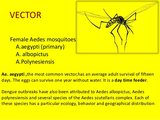 638x479 Dengue Fever