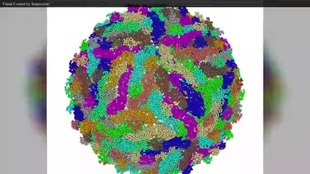 310x174 Dengue Fever