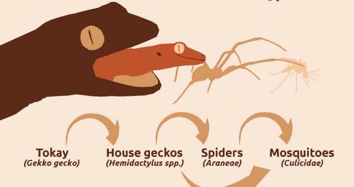 720x380 Dengue Vector Food Webs Geckos, Spiders And Mosquitoes Cat Drop