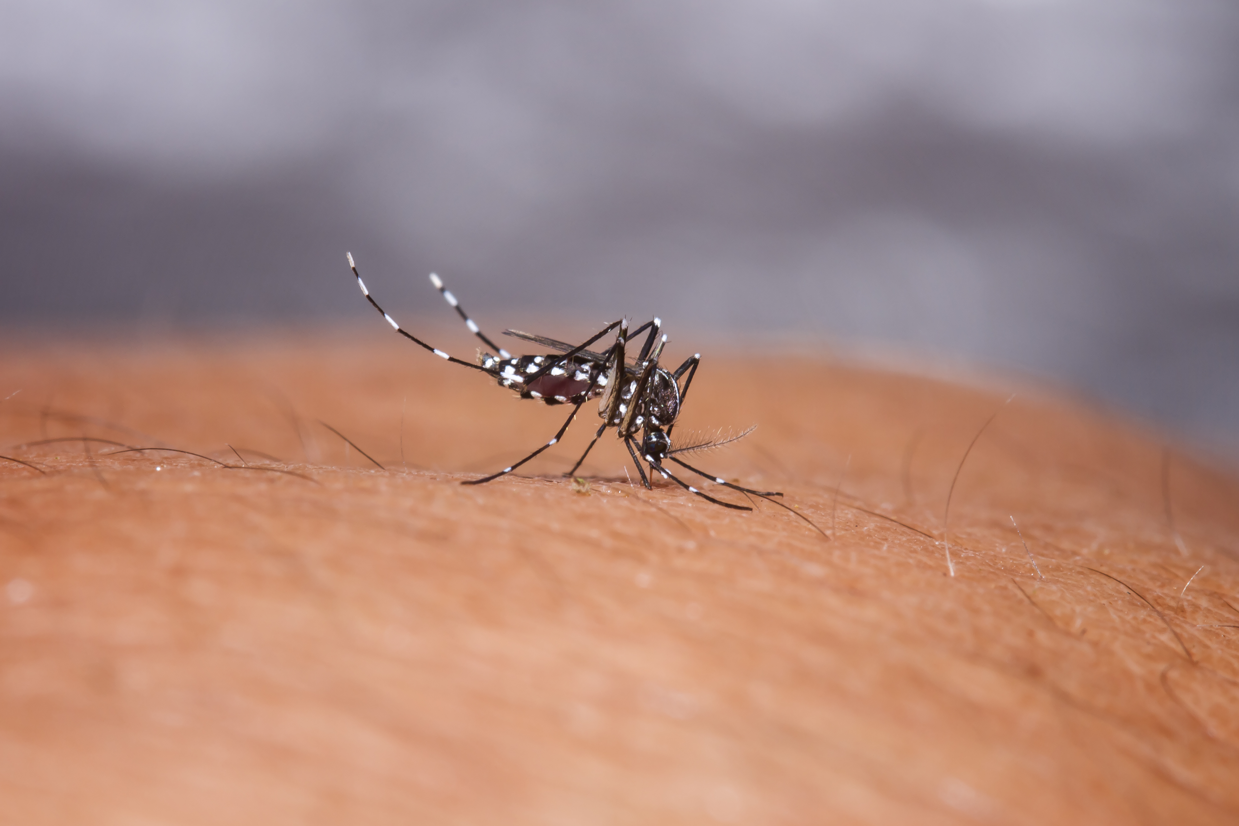 4000x2667 How Kenya Can Manage Its Increasing Dengue Fever Cases