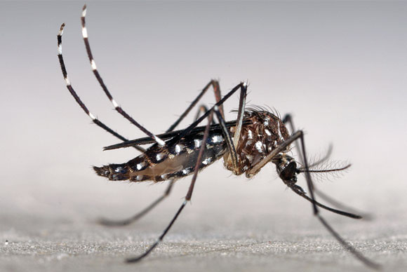 Dengue Vector At Vectorified Collection Of Dengue Vector Free For Dengue Vector At Vectorified Collection Of Dengue Vector Free For