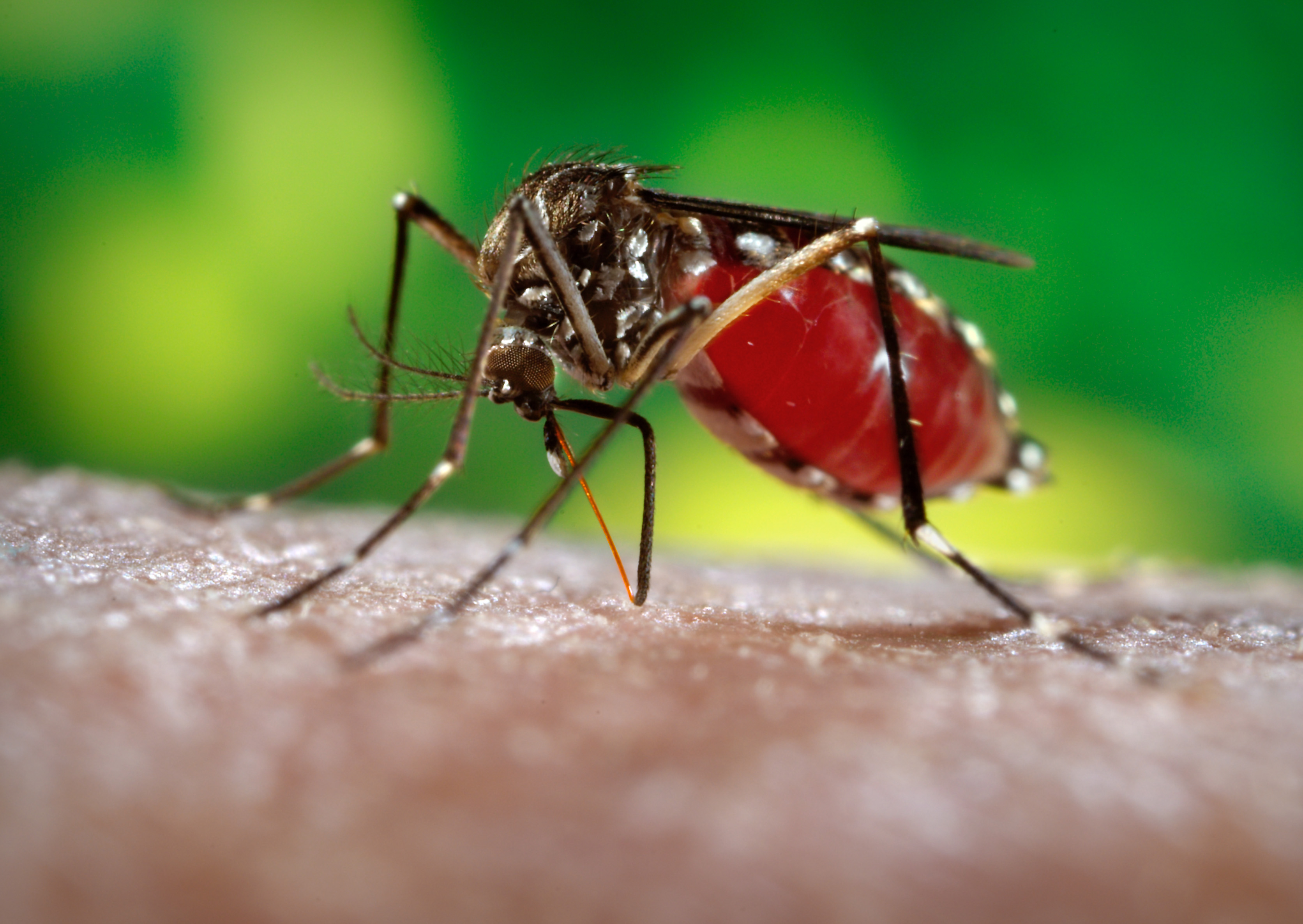 Dengue Vector At Vectorified Collection Of Dengue Vector Free For Dengue Vector At Vectorified Collection Of Dengue Vector Free For
