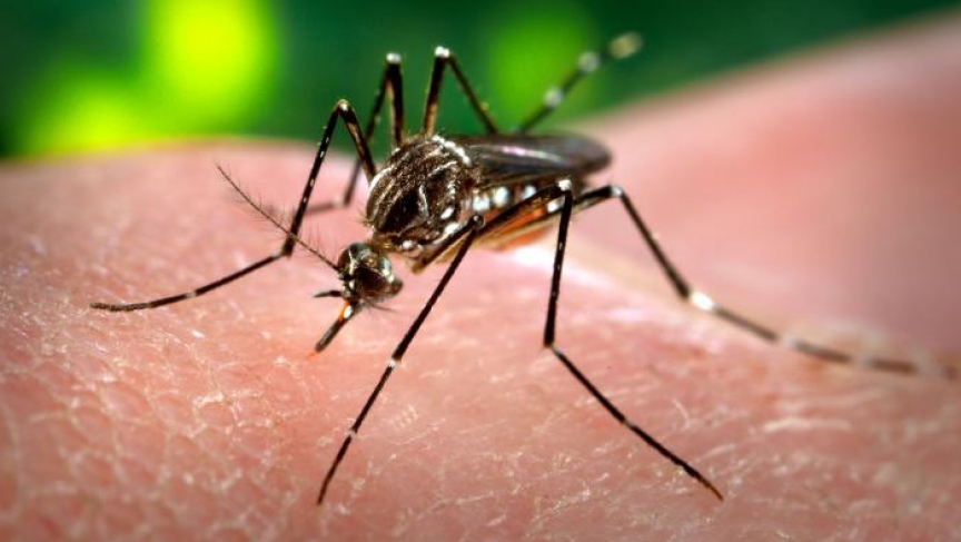 864x487 Researchers Hope Genetically Modified Mosquitoes Will Turn