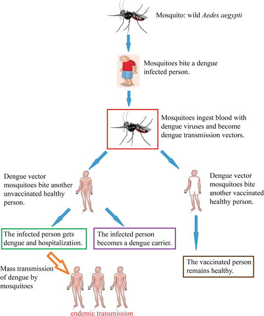 533x636 The Regulation Requirement Of Dengue Vaccines Intechopen