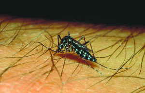 300x193 Who Defeating Dengue A Difficult Task Ahead