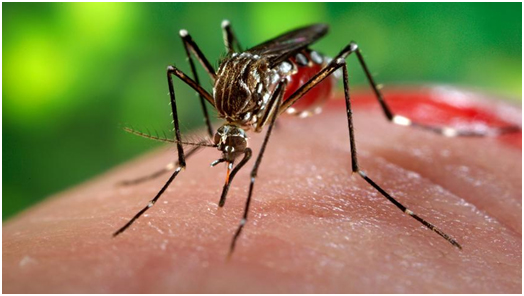 524x296 Dengue Fever Infection Penta Medica