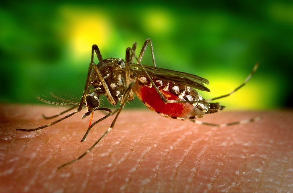 975x644 Dengue Fever Endemic To Epidemic Yale Global Health Review