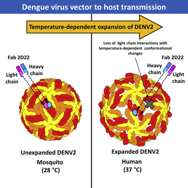 375x375 Epitope And Paratope Mapping Reveals Temperature Dependent