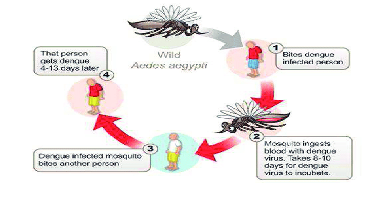 773x418 Vector Mosquito Introducing Dengue Virus Into Its Host, I E