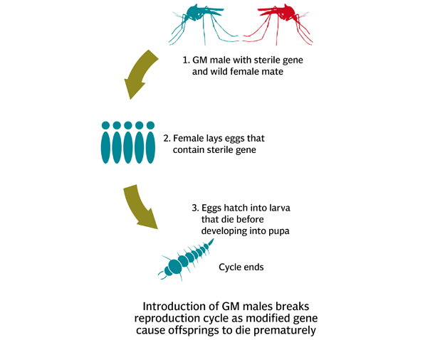 625x478 How Can Pakistan Effectively Eliminate Virus, Mosquito