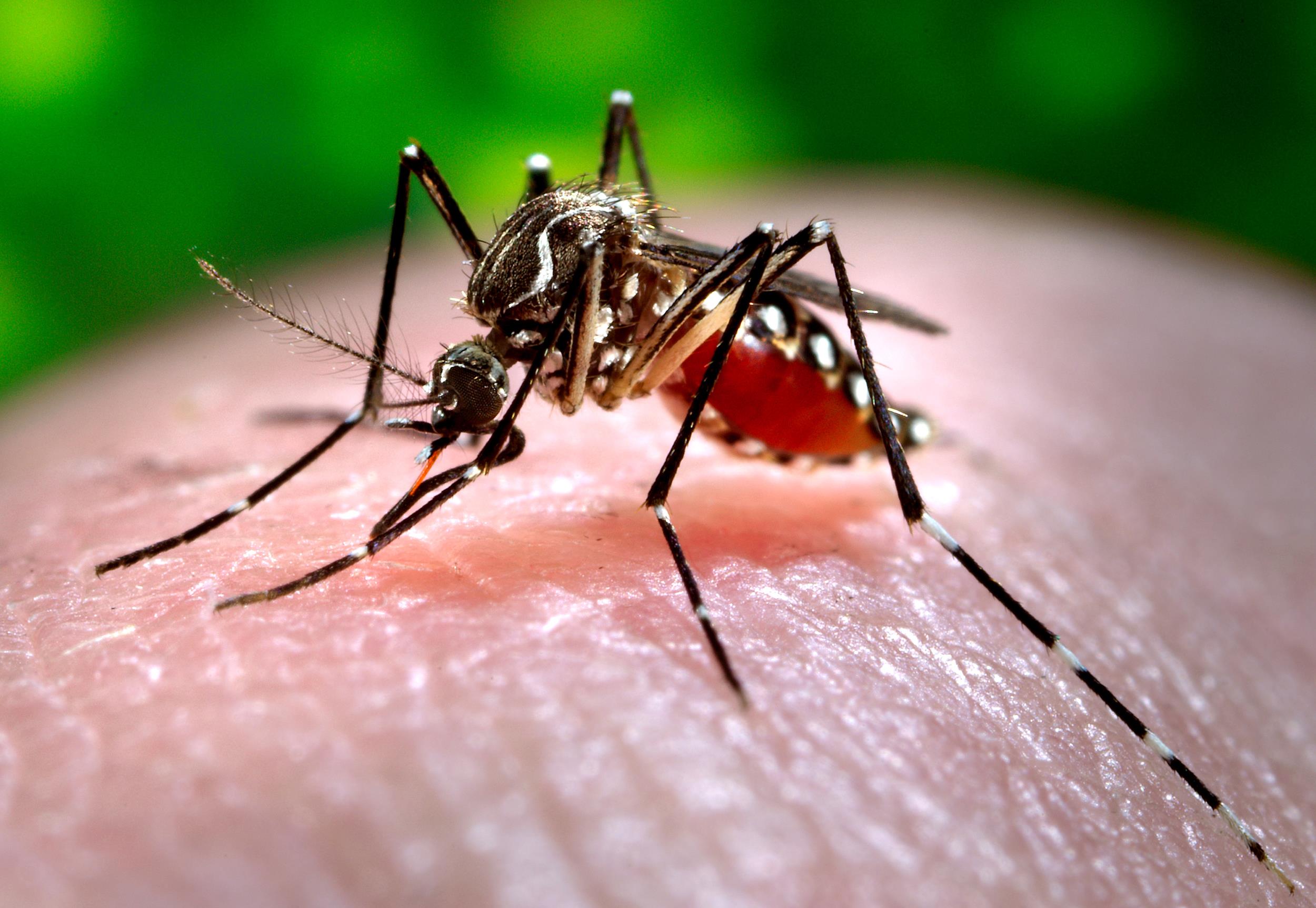 2500x1726 Mosquito And Tick Borne Diseases Are Rising In The U S