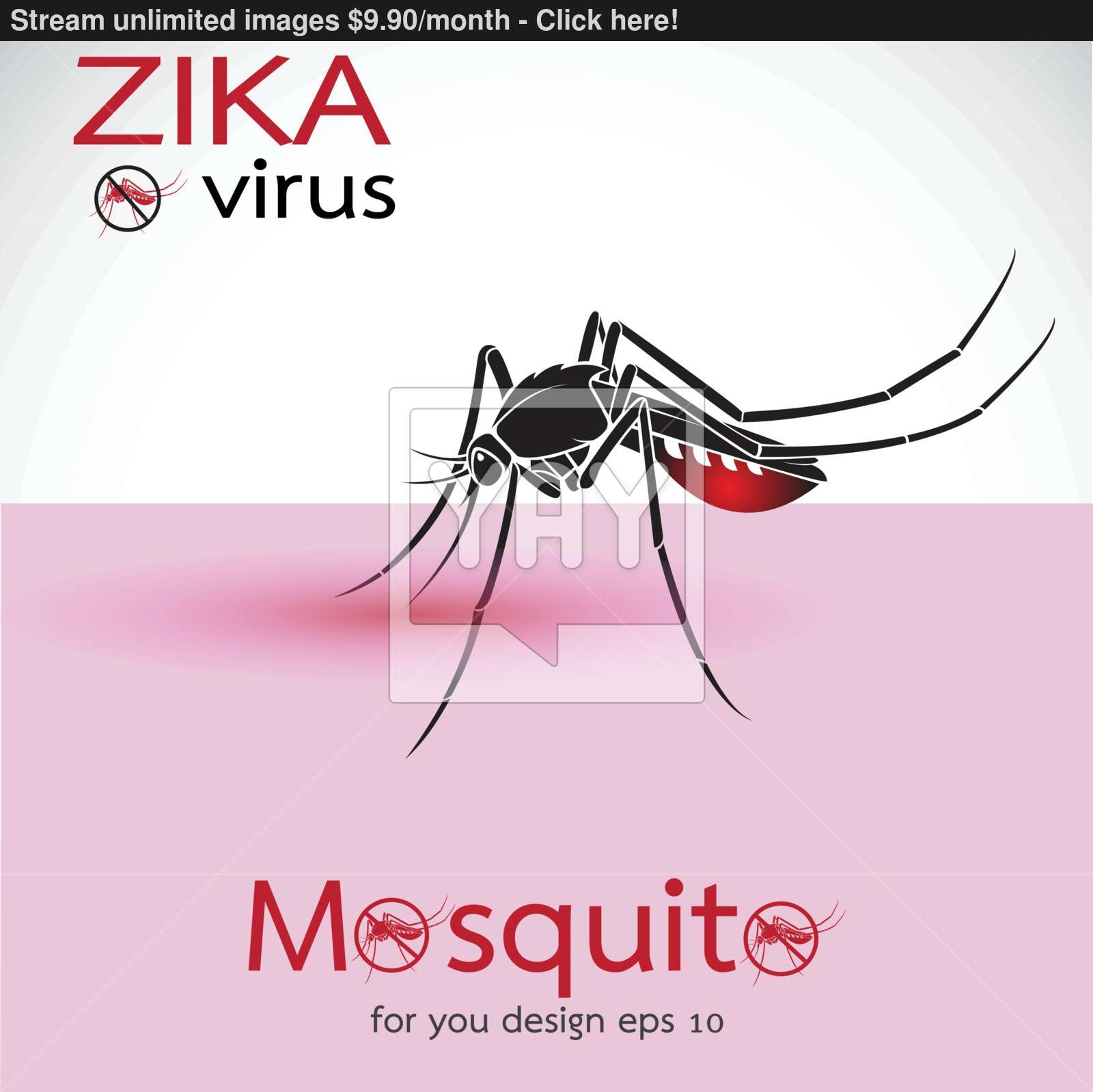 1600x1599 Mosquito Sucking Blood On Skin Spread Of Zika And Dengue Virus