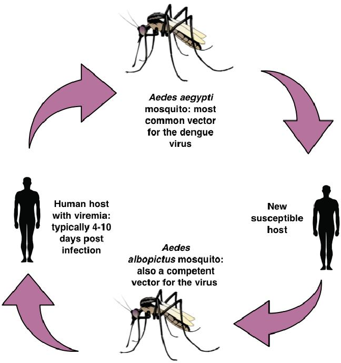 Dengue Virus Vector at Vectorified.com | Collection of Dengue Virus ...