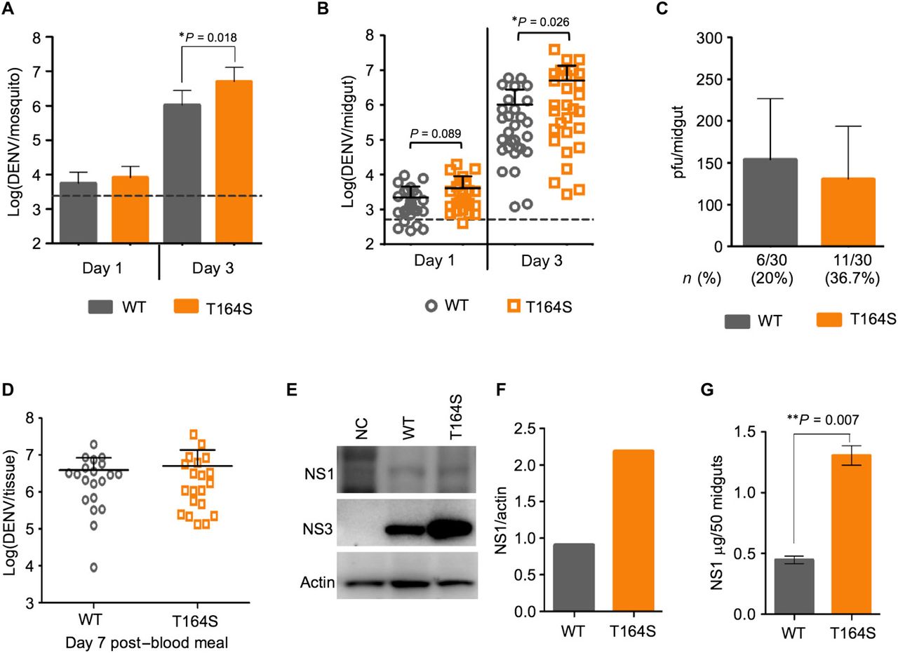 1280x931 A Mutation In The Dengue Virus Protein Is Associated