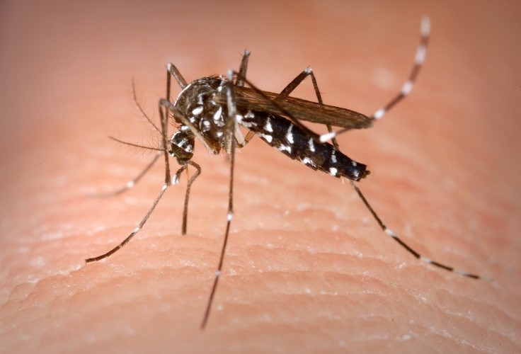 736x500 User Strain Aedes Albopictus, Infected With Dengue Virus