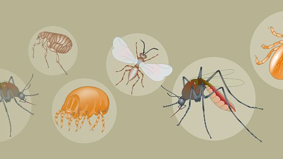 580x326 Vector Borne Diseases