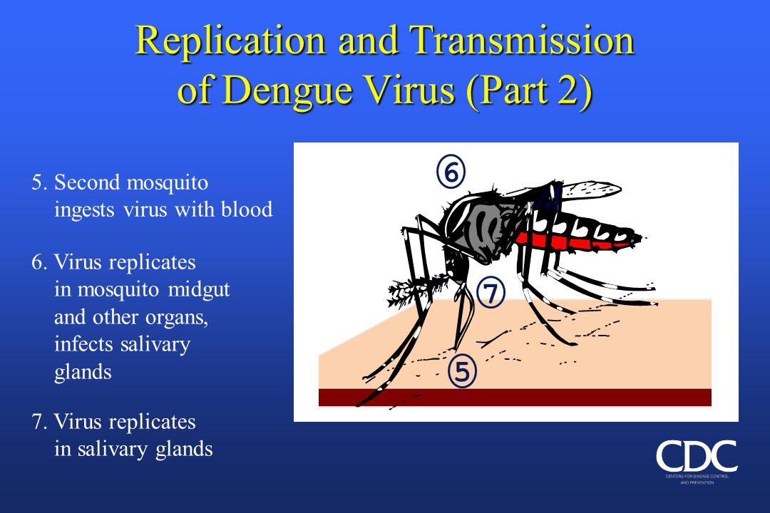 1080x720 Virus, Vector And Epidemiology