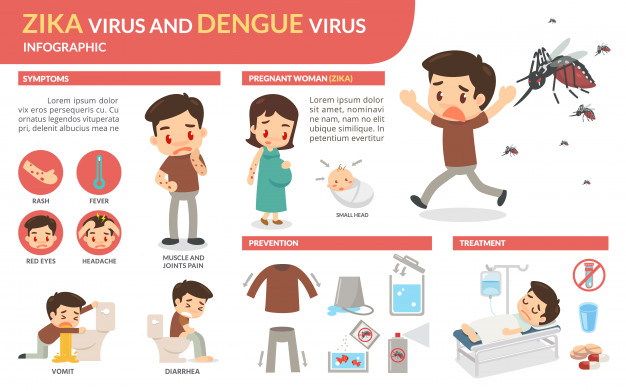 626x391 Zika Virus And Dengue Virus Infographic Vector Premium Download