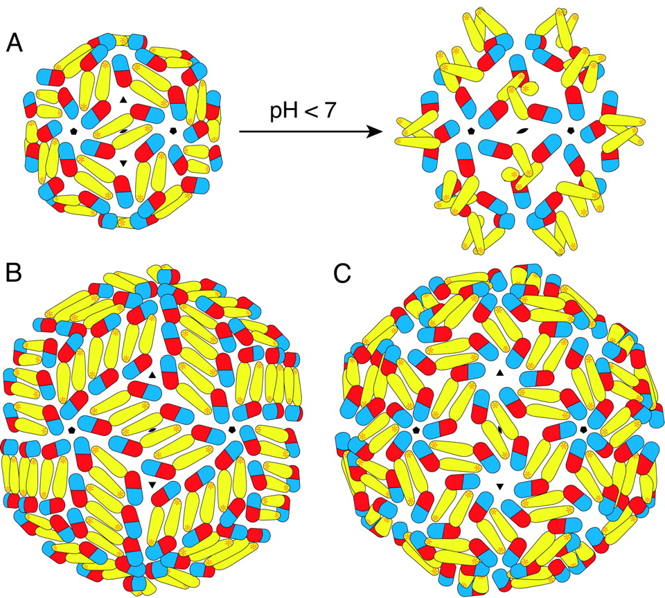 960x864 A Ligand Binding Pocket In The Dengue Virus Envelope Glycoprotein