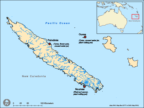 568x428 Dengue Virus And Vector Competence Of Aedes Aegypti