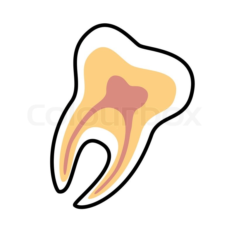 800x784 Tooth Vector Icon Dental Symbol Stock Vector Colourbox