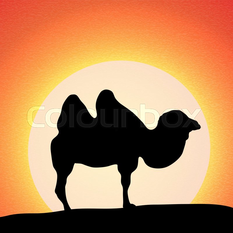 Camel Silhouette In The Desert Vector Stock Vector Colourbox 800x800 Camel Silhouette In The Desert Vector Stock Vector Colourbox
