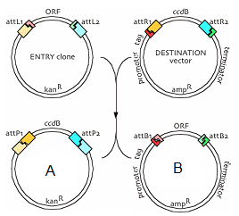 268x242 Gateway Reaction Entry Clone And Destination Vector, Biology