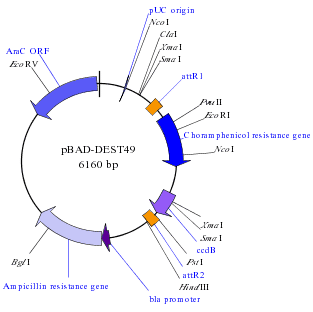macvector recombination macvector recombination