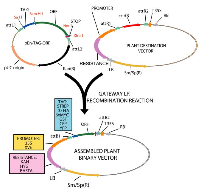 685x650 A Modified Gateway Cloning Strategy For Overexpressing Tagged