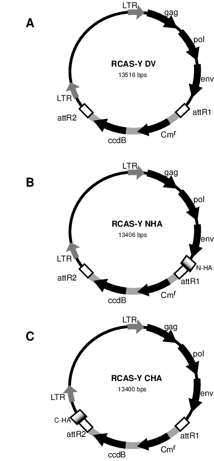 418x899 Rcas Gateway Retroviral Destination Vector Con Structs The Three