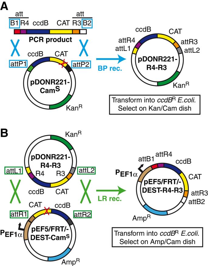 A Plasmid Toolkit For Cloning Chimeric Cdnas Encoding Customized 685x874 A Plasmid Toolkit For Cloning Chimeric Cdnas Encoding Customized