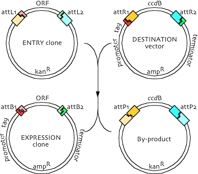 405x356 The Drosophila Vector Collection Department Of Embryology