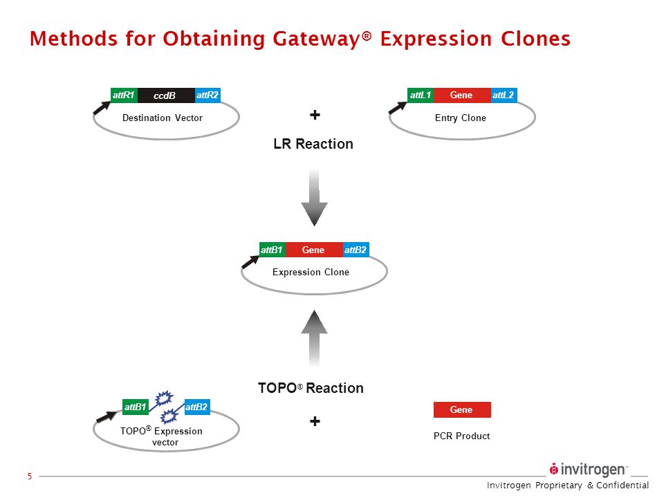 960x720 The Cloning System Gene Expression Contents Description