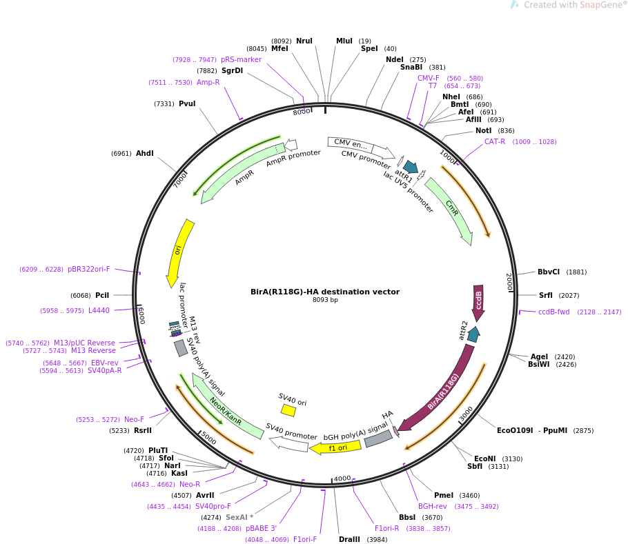 910x789 Addgene Bira