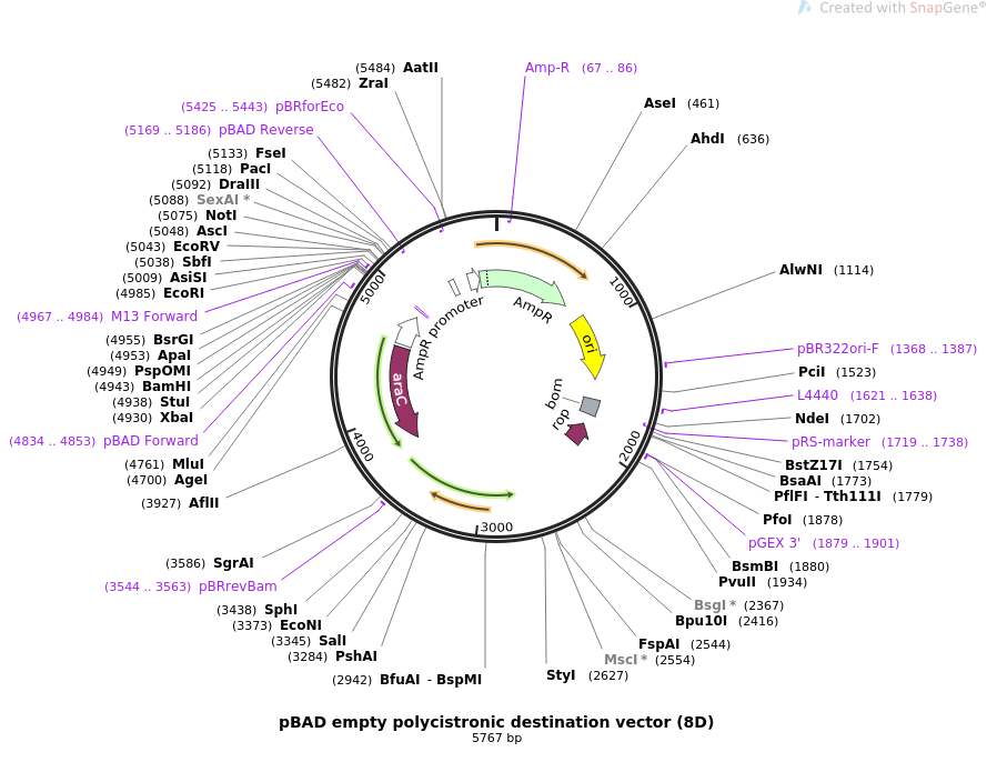 889x695 Addgene Pbad Empty Polycistronic Destination Vector