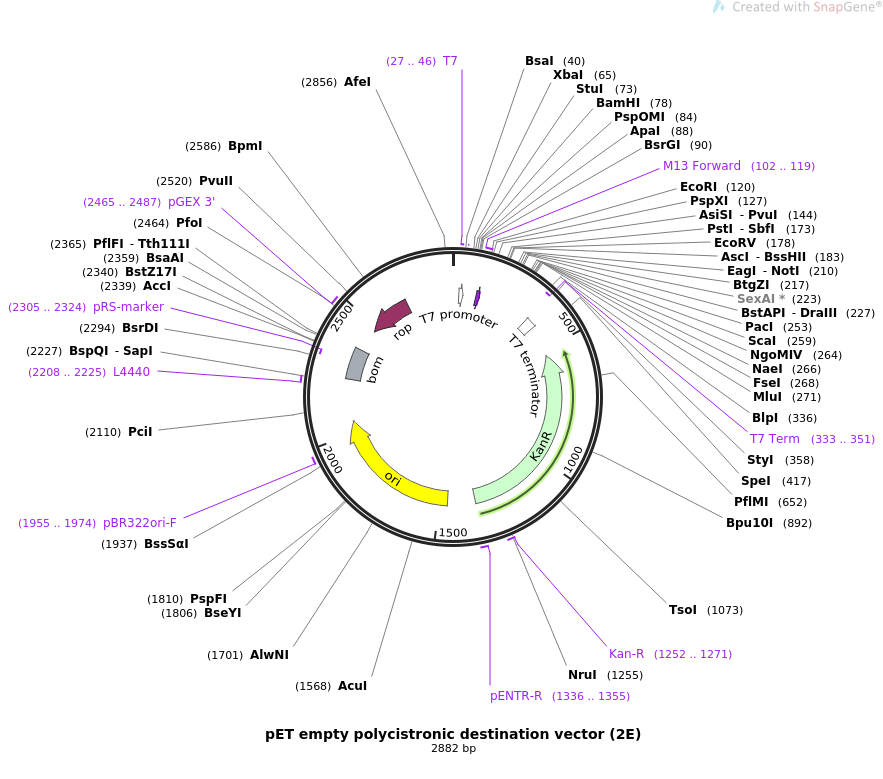 883x779 Addgene Pet Empty Polycistronic Destination Vector