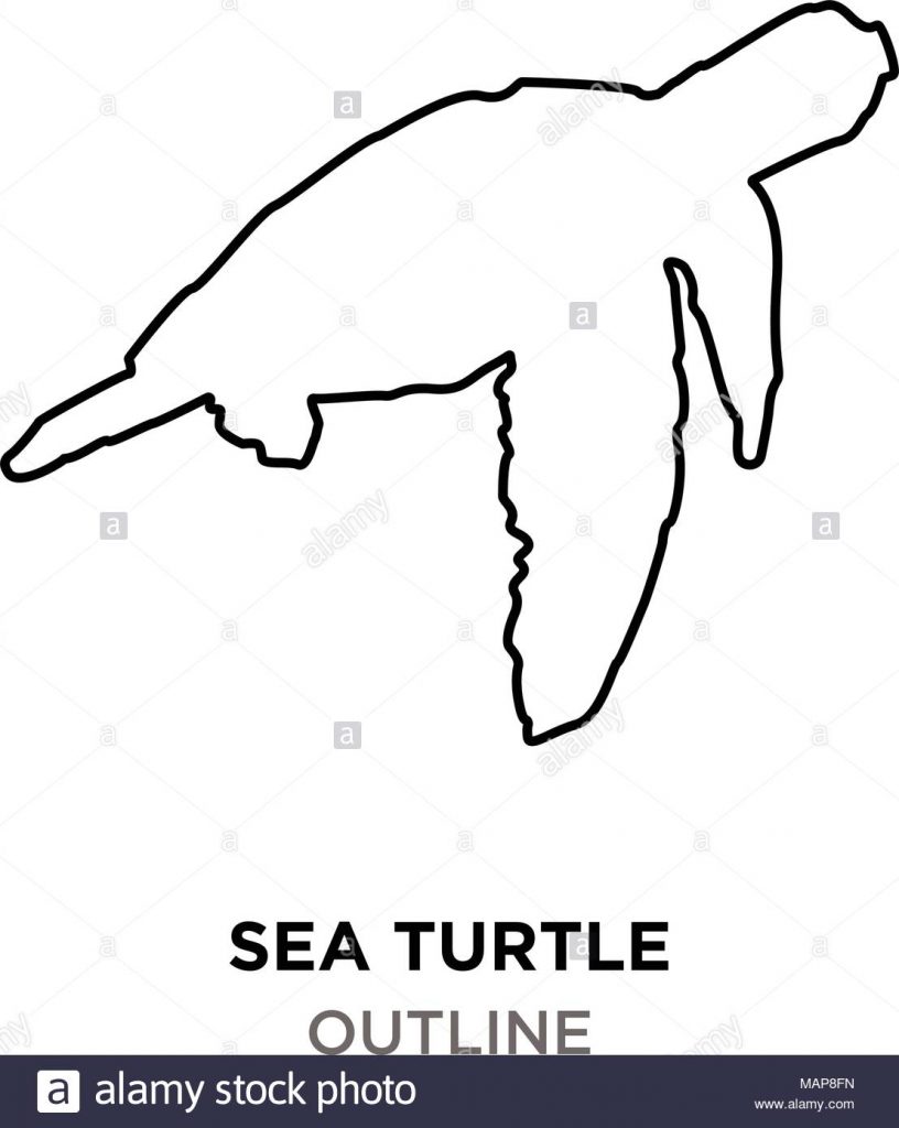 816x1024 Destiny Sea Turtle Outline On White Background Stock Vector Art