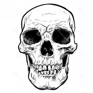 300x300 Photostock Vector Human Skull Vector Art Detailed Hand Drawn