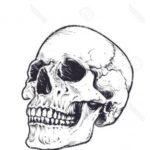 300x300 Realistic Cool Detailed Graphic Skulls Vector Set Gm Catchsplace